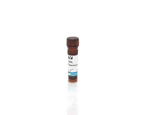 Dolichos Biflorus Agglutinin (DBA), Fluorescein