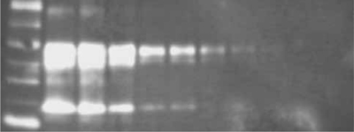 DuoLuX? Chemiluminescent and Fluorescent Substrate, Peroxidase (HRP)