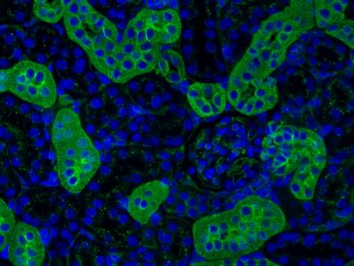 Lycopersicon Esculentum (Tomato) Lectin (LEL, TL), DyLight? 649