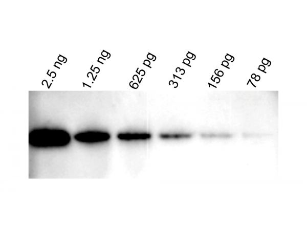 WestVision™ Peroxidase Polymer, Anti-Rabbit IgG (Western Blot Detection)