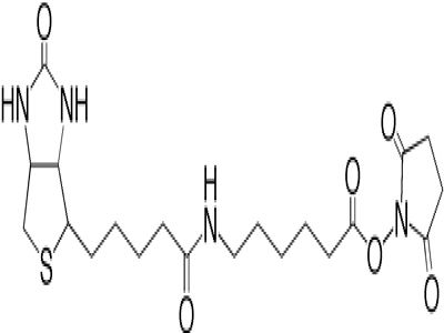 Goat Anti-Biotin, Peroxidase Conjugated