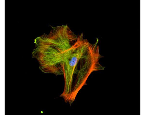 VECTASHIELD? HardSet™ Antifade Mounting Medium with Phalloidin