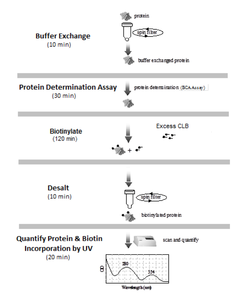 ChromaLINK? Biotin Protein Labeling Kit