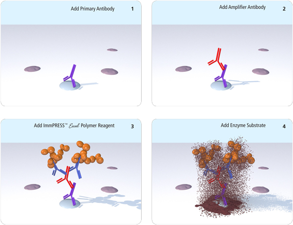 ImmPRESS? Excel Amplified Polymer Staining Kit, Anti-Mouse IgG, Peroxidase