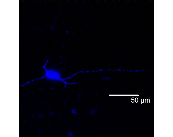 NEUROBIOTIN? 350 Tracer