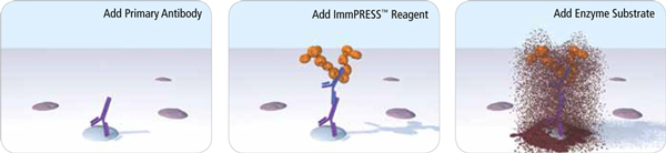 ImmPRESS Reagents in Single Labeling ImmPRESS? HRP Horse Anti-Rabbit IgG PLUS Polymer Kit, Peroxidase