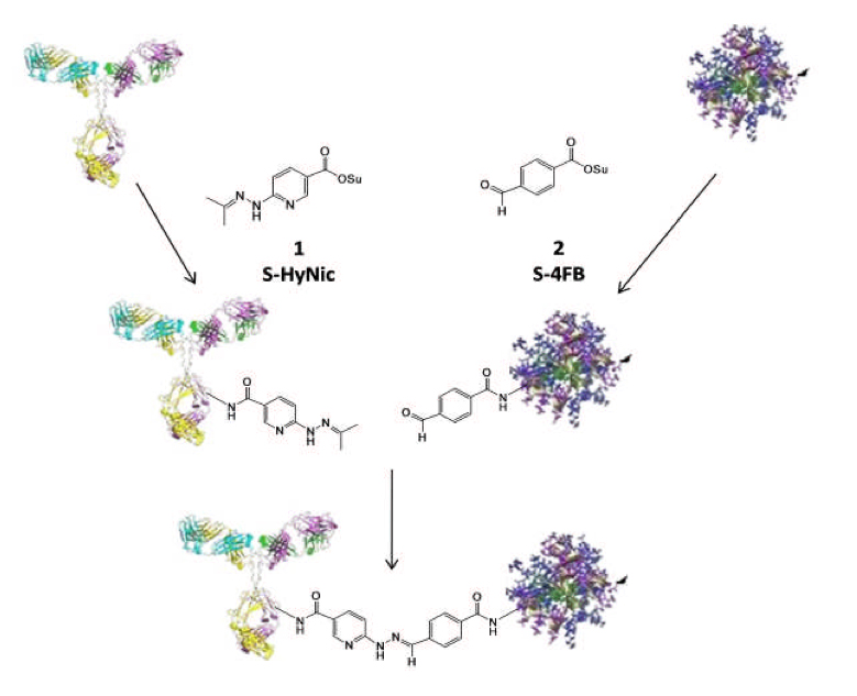 Sulfo S-HyNic Linker (Water Soluble)