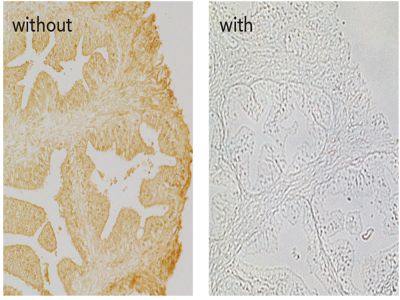 Bovine Serum Albumin (BSA), Immunohistochemical Grade