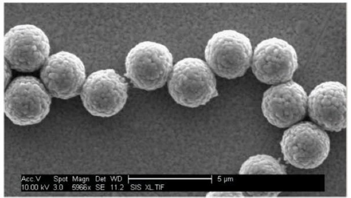 MagnaLINK? Streptavidin Magnetic Beads (2.8 μm)