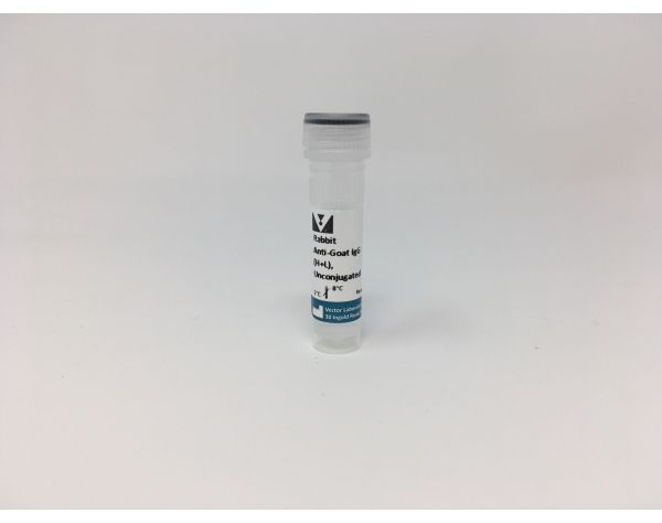 Rabbit Anti-Goat IgG Antibody (H+L), Unconjugated