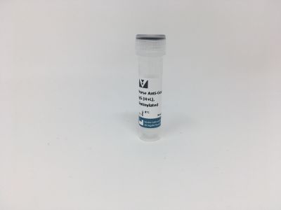 Rabbit Anti-Goat IgG Antibody (H+L), Unconjugated