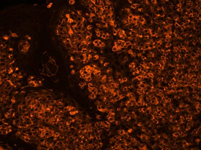Sambucus Nigra Lectin (SNA, EBL), Agarose bound