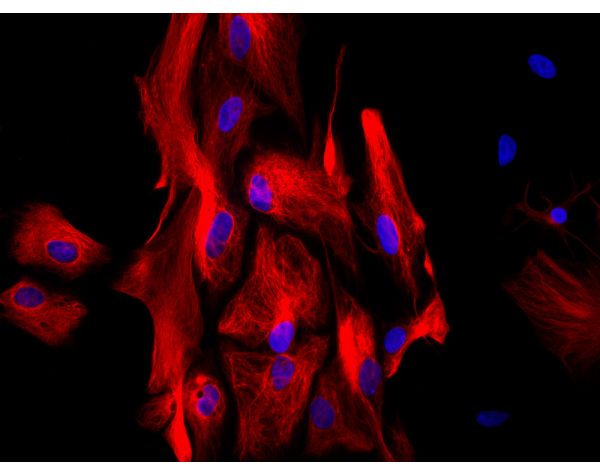 Streptavidin, DyLight? 549