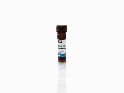 Ricinus Communis Agglutinin I (RCA I, RCA120), Fluorescein