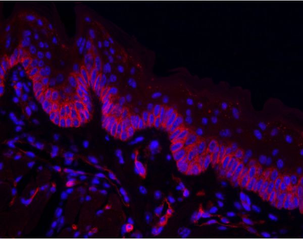 Griffonia Simplicifolia Lectin I (GSL I) isolectin B4, DyLight? 594