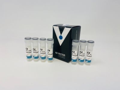 Solanum Tuberosum (Potato) Lectin (STL, PL), Biotinylated