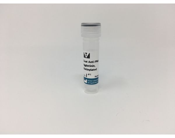 Anti-Peanut Agglutinin (PNA), Biotinylated