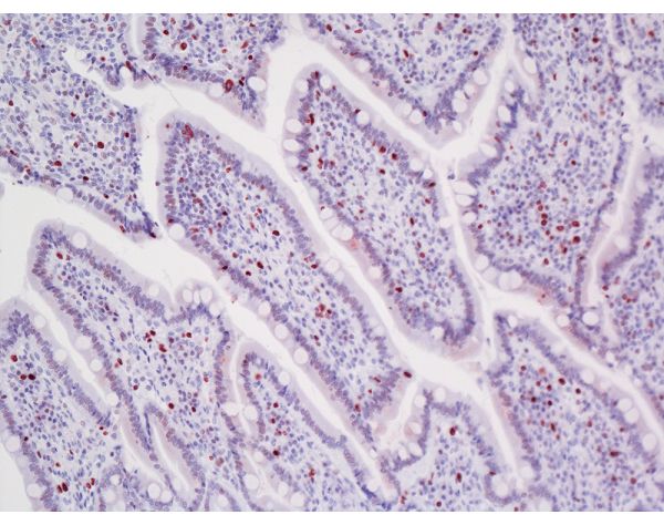 ImmPRESS?-VR Horse Anti-Rabbit IgG Polymer Detection Kit, Peroxidase, Veterinary Reagent