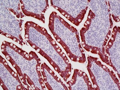 ImmPRESS?-VR Horse Anti-Rabbit IgG Polymer Detection Kit, Peroxidase, Veterinary Reagent