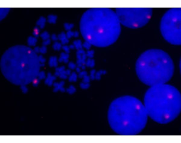 5' EndTag Nucleic Acid Labeling Kit