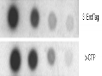 5' EndTag Nucleic Acid Labeling Kit