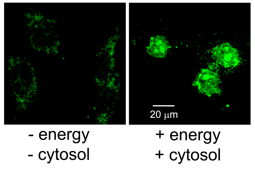 5' EndTag Nucleic Acid Labeling Kit