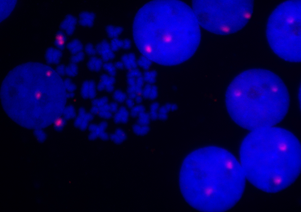 5' EndTag Nucleic Acid Labeling Kit