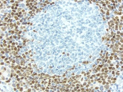 Goat IgG, Control Antibody