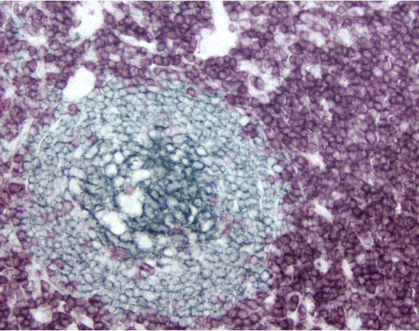 VECTASTAIN? Elite ABC-HRP Kit (Peroxidase, Universal)