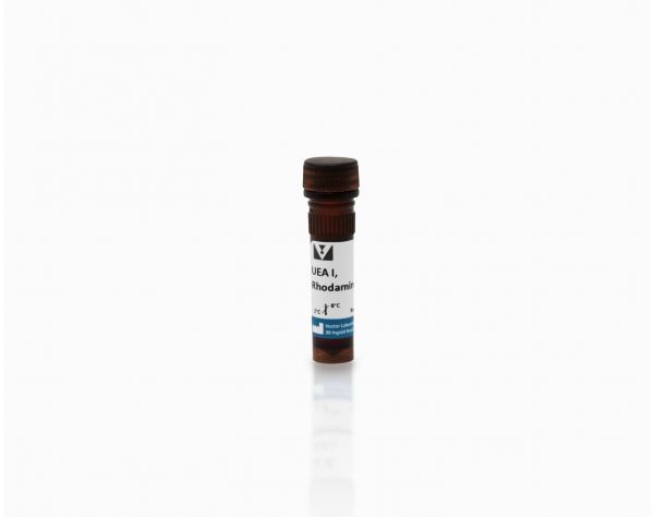 Ulex Europaeus Agglutinin I (UEA I), Rhodamine