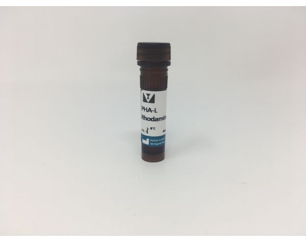 Phaseolus Vulgaris Leucoagglutinin (PHA-L), Rhodamine