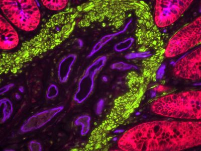 VECTASHIELD? Antifade Mounting Medium