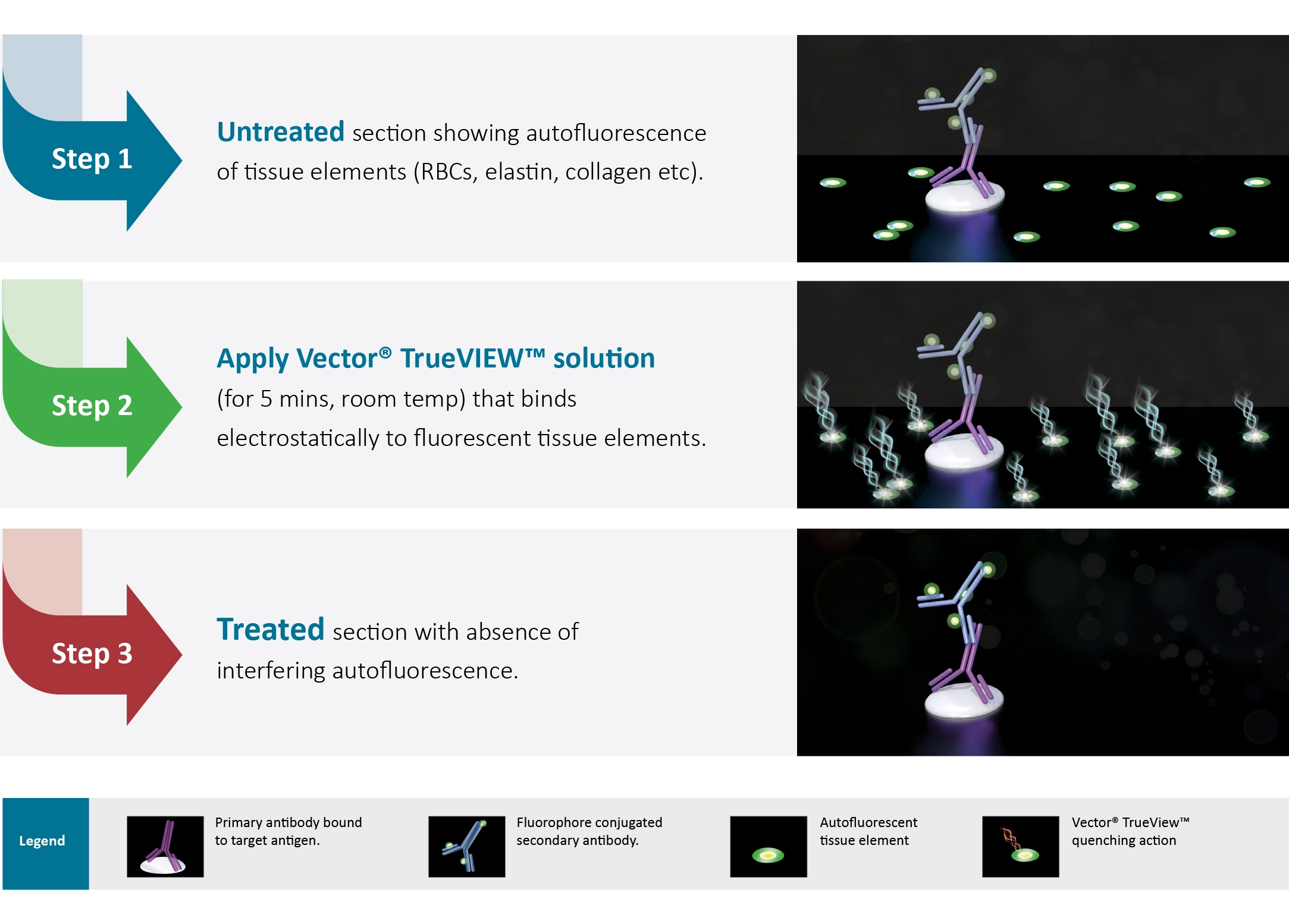 Vector? TrueVIEW? Autofluorescence Quenching Kit