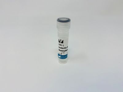 Griffonia Simplicifolia Lectin I (GSL I) isolectin B4, Fluorescein