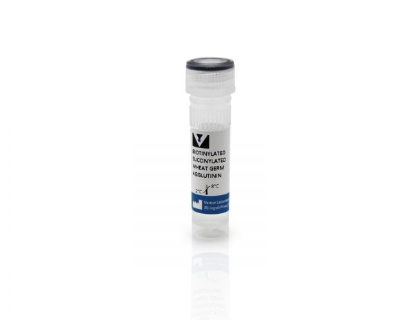 Succinylated Wheat Germ Agglutinin (WGA), Biotinylated