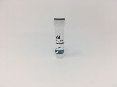 Erythrina Cristagalli Lectin (ECL, ECA), Agarose bound