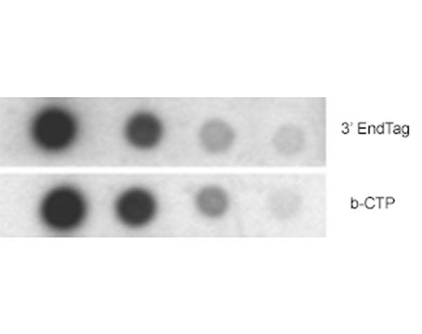3' EndTag DNA End Labeling System