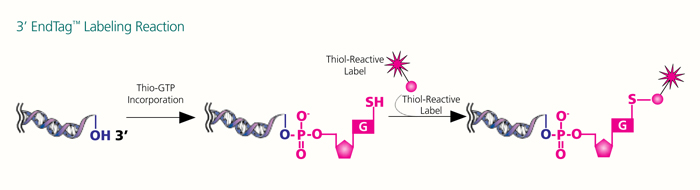 3 EndTag System 3' EndTag DNA End Labeling System