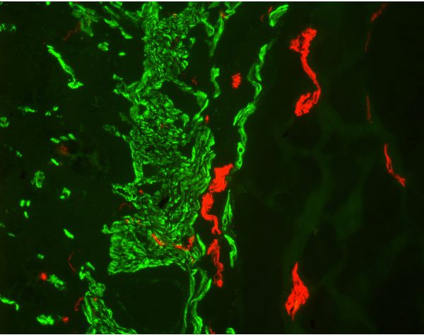 M.O.M.? (Mouse on Mouse) Immunodetection Kit, Fluorescein