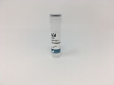 Griffonia (Bandeiraea) Simplicifolia Lectin I (GSL I, BSL I), Unconjugated