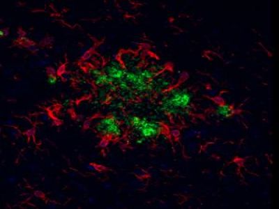 Goat Anti-Rabbit IgG Antibody (H+L), AMCA