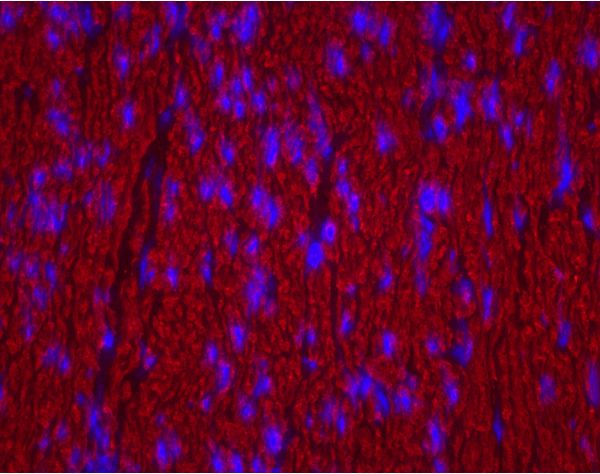 Texas Red? Avidin DCS, Cell Sorting Grade